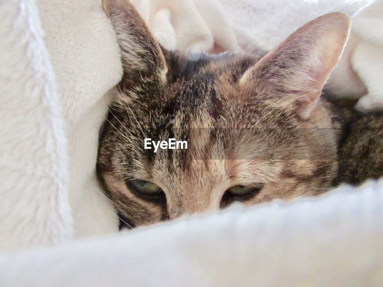 CLOSE-UP OF TABBY CAT LYING ON BLANKET