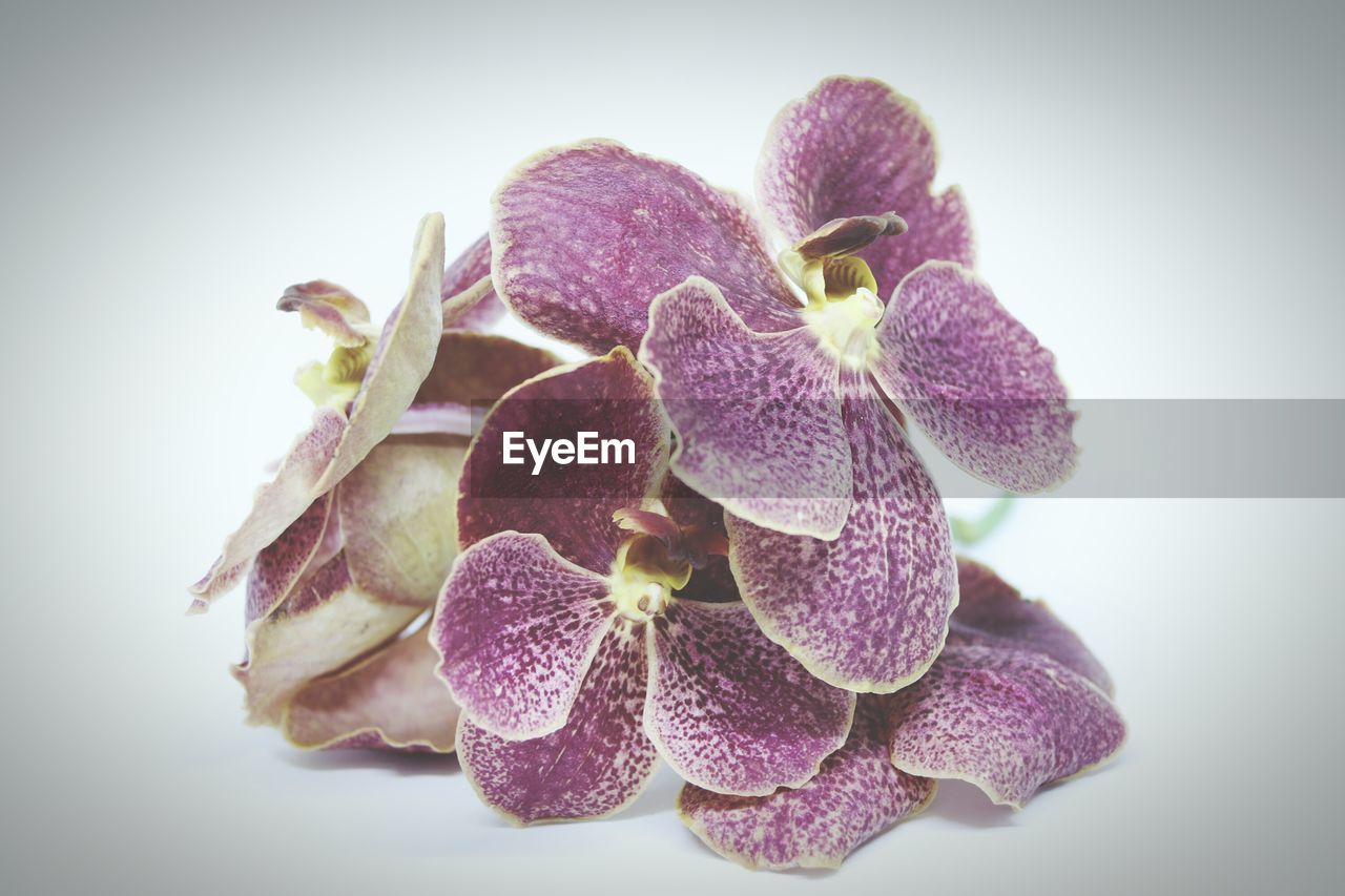 Close-up of purple flowers over white background