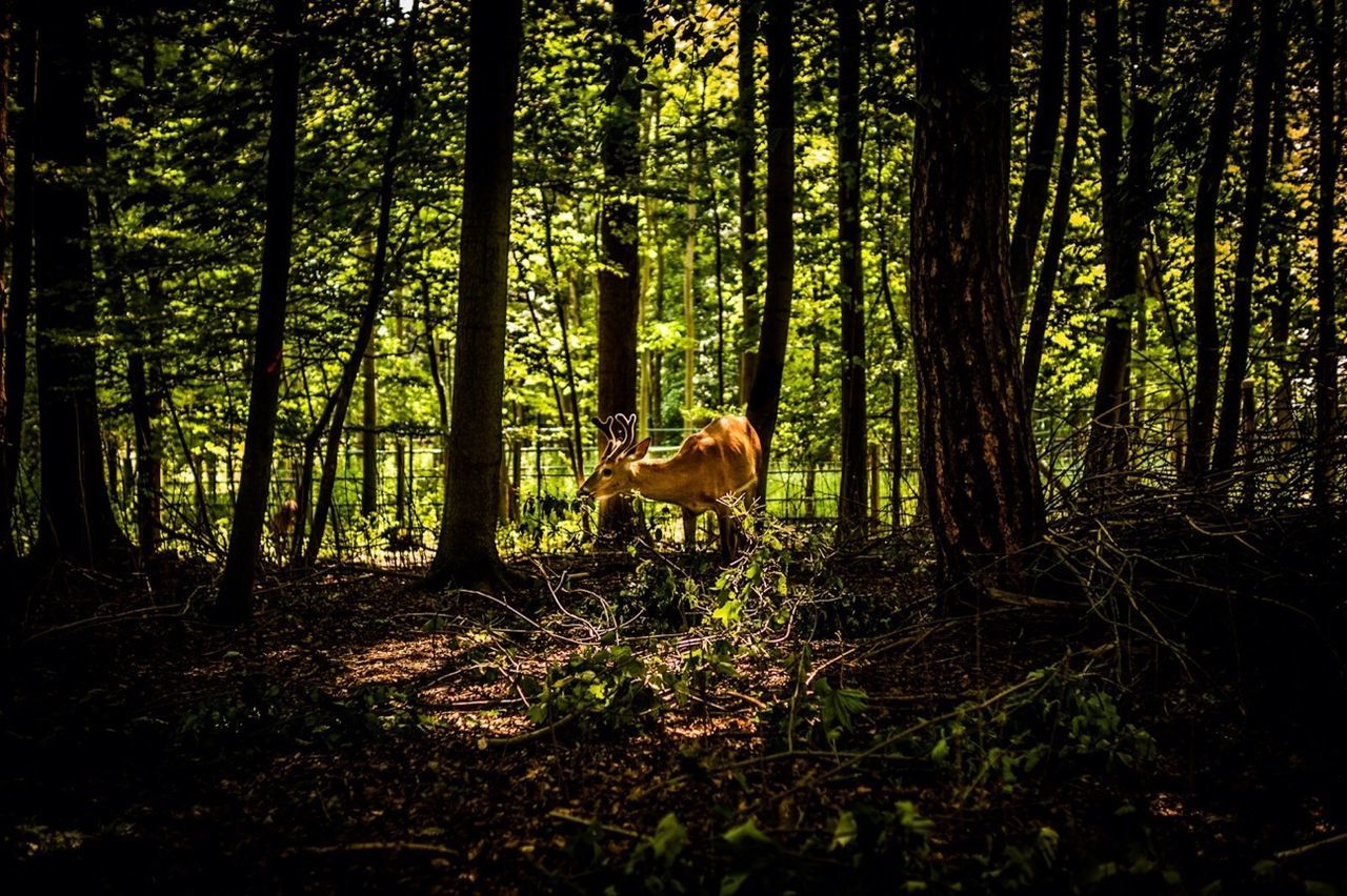 Deer in wildpark leipzig