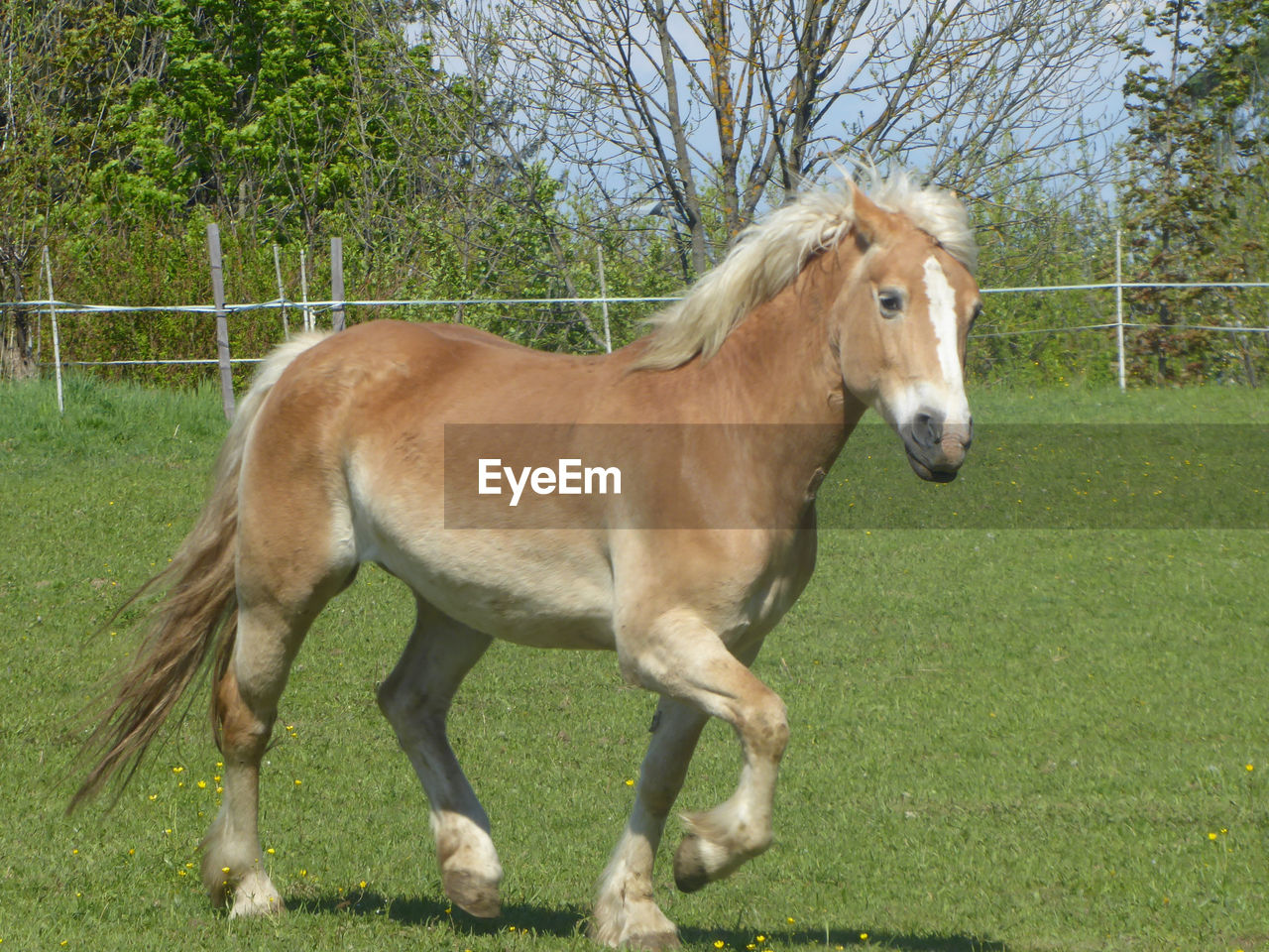 HORSE STANDING ON FIELD