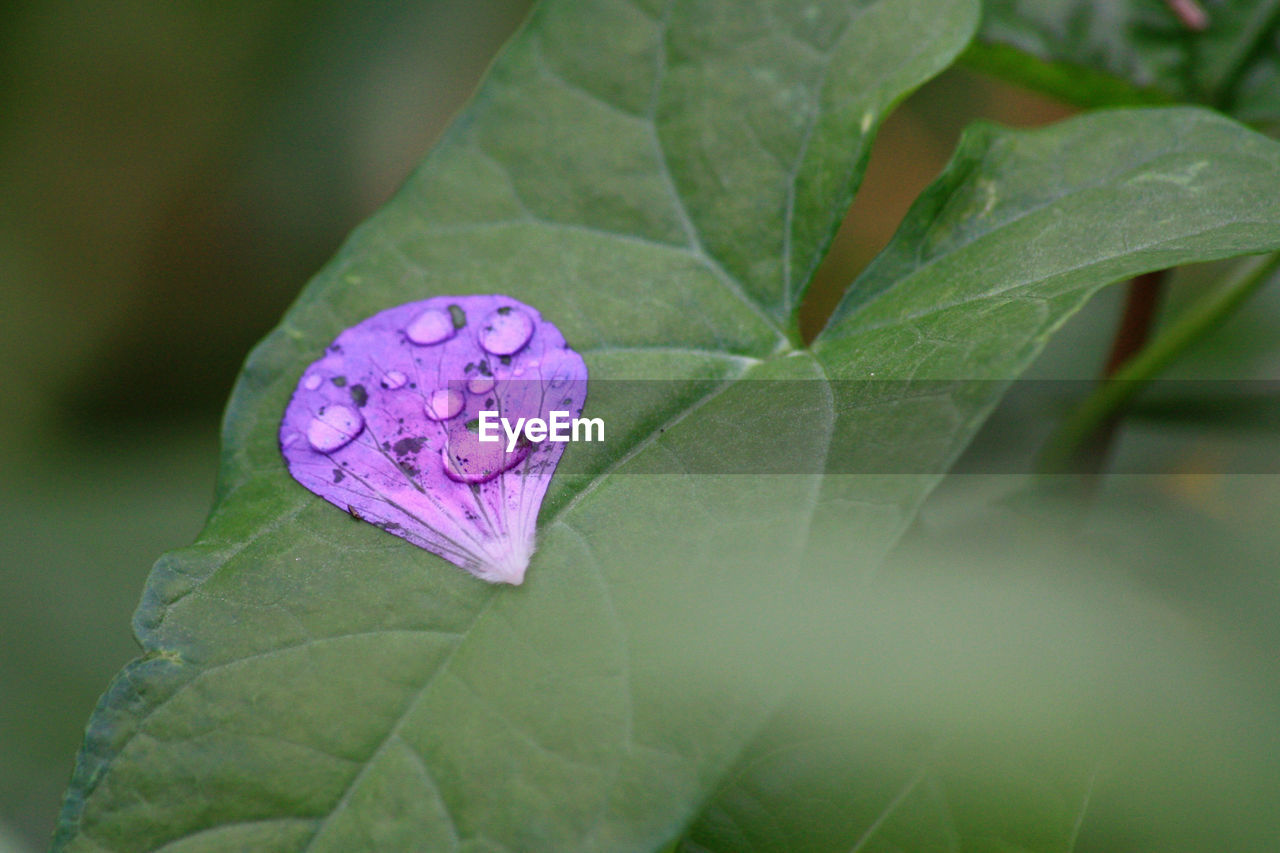 Close-up of wet flower petal on leaf