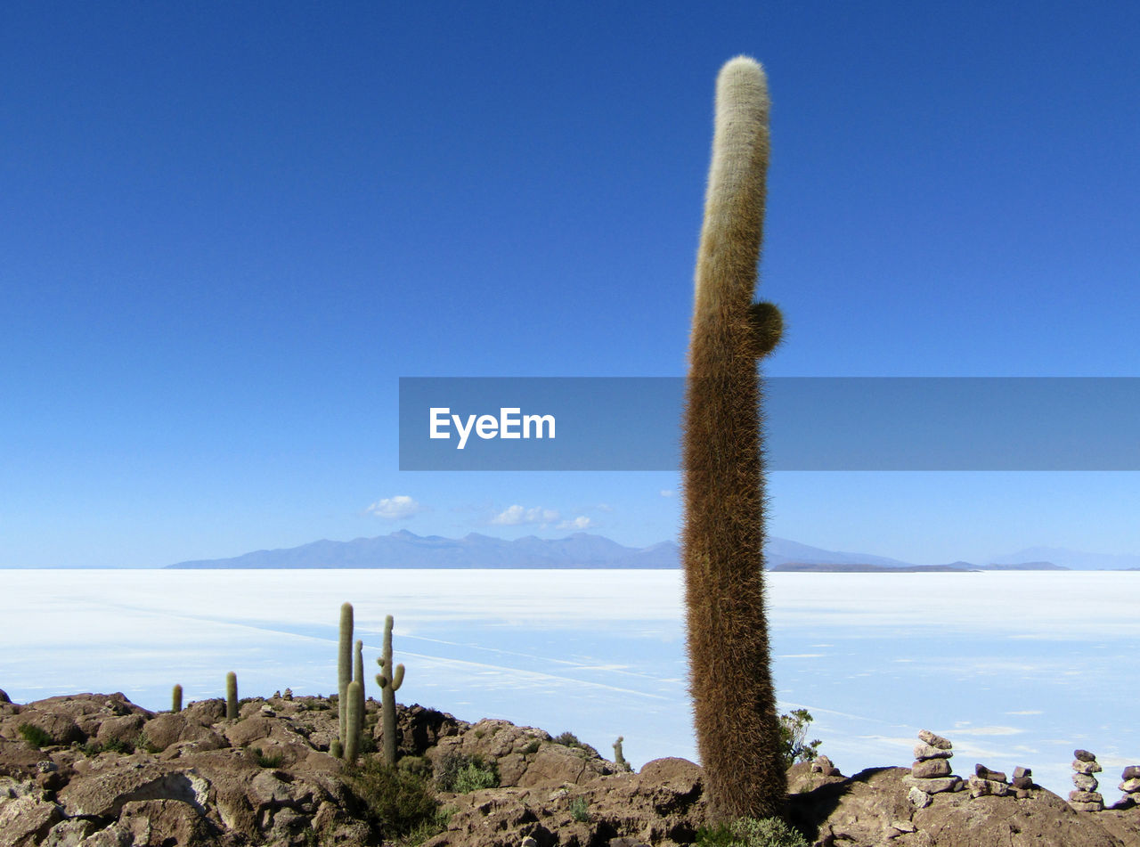 CACTUS BY SEA AGAINST SKY