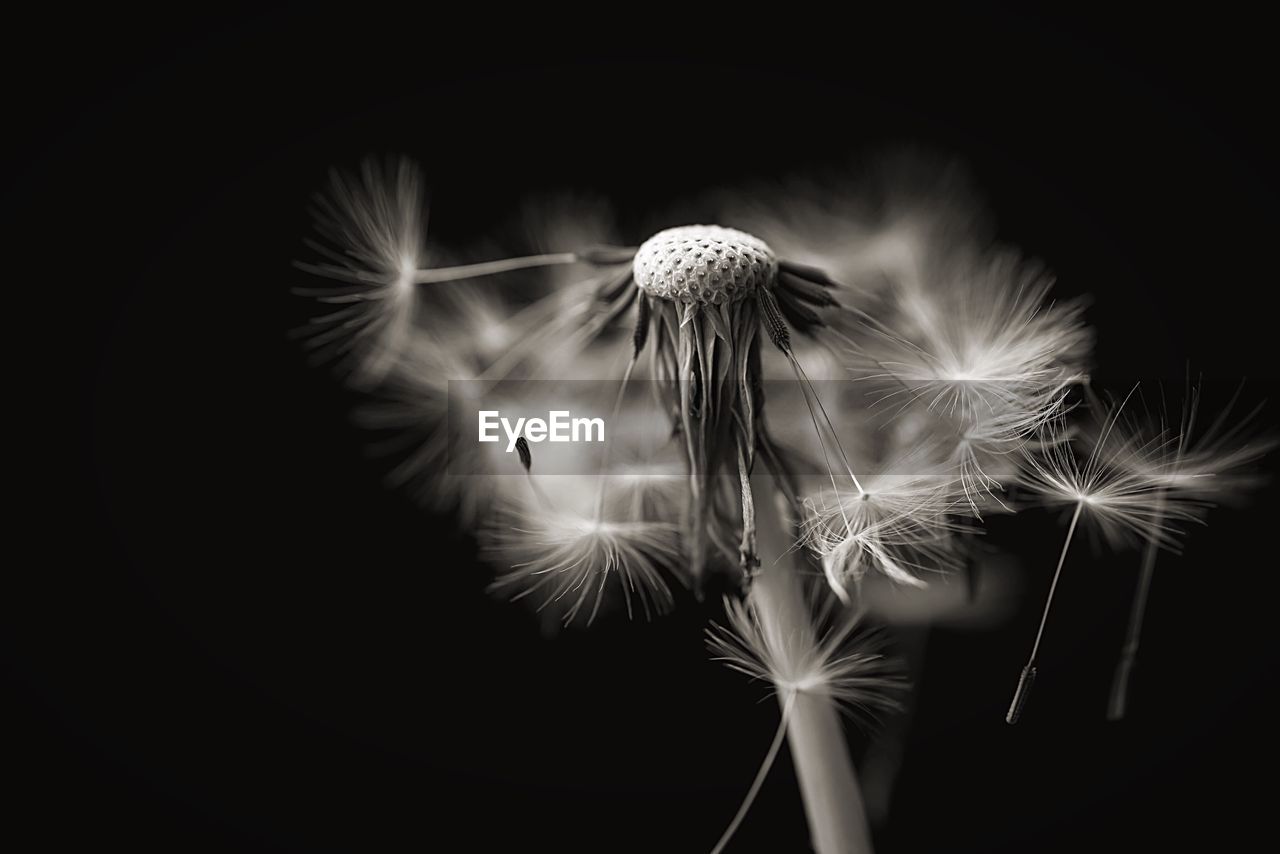 Close-up of dandelion seeds against black background