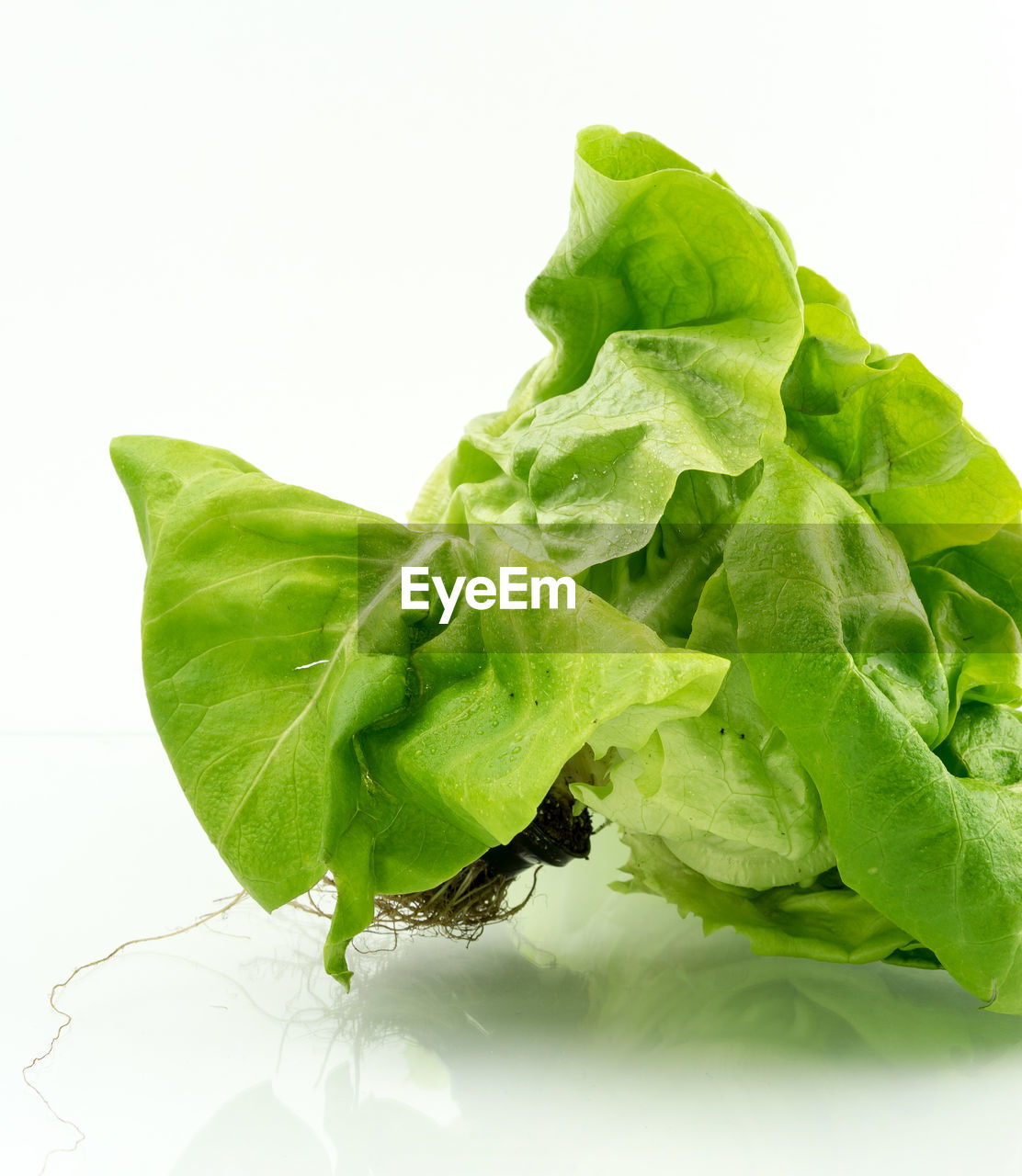 Close-up of aquaponic lettuce on table