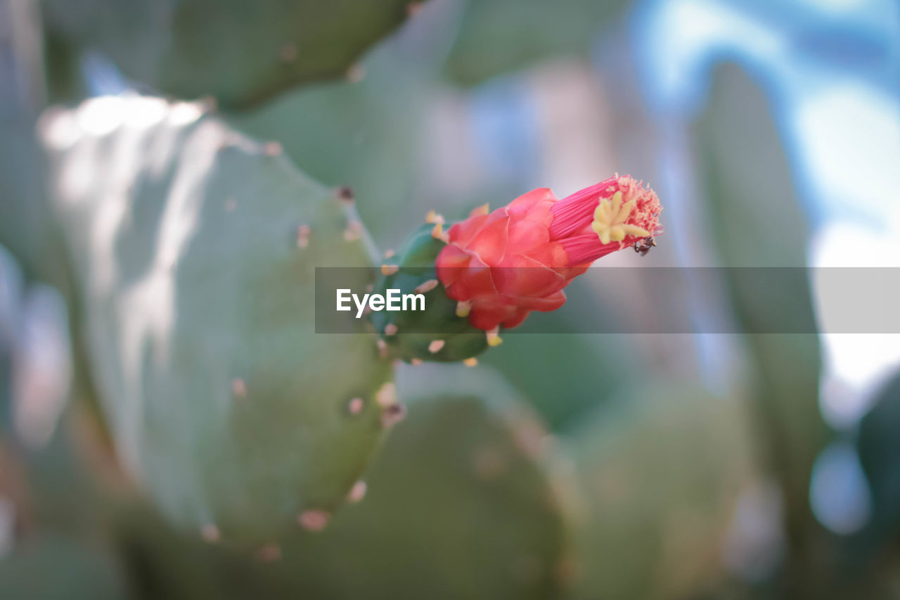 Close-up of red rose flower bud