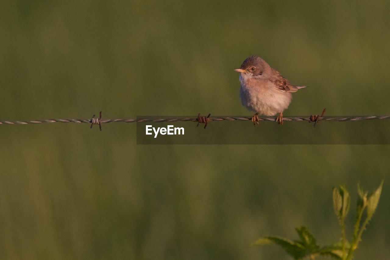 Close-up of bird perching on branch