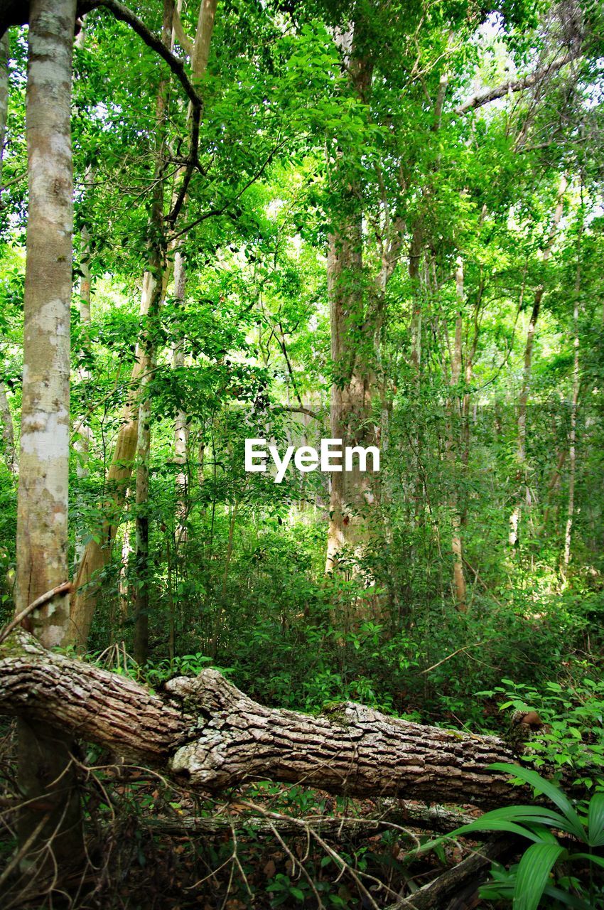 CLOSE-UP OF TREE IN FOREST