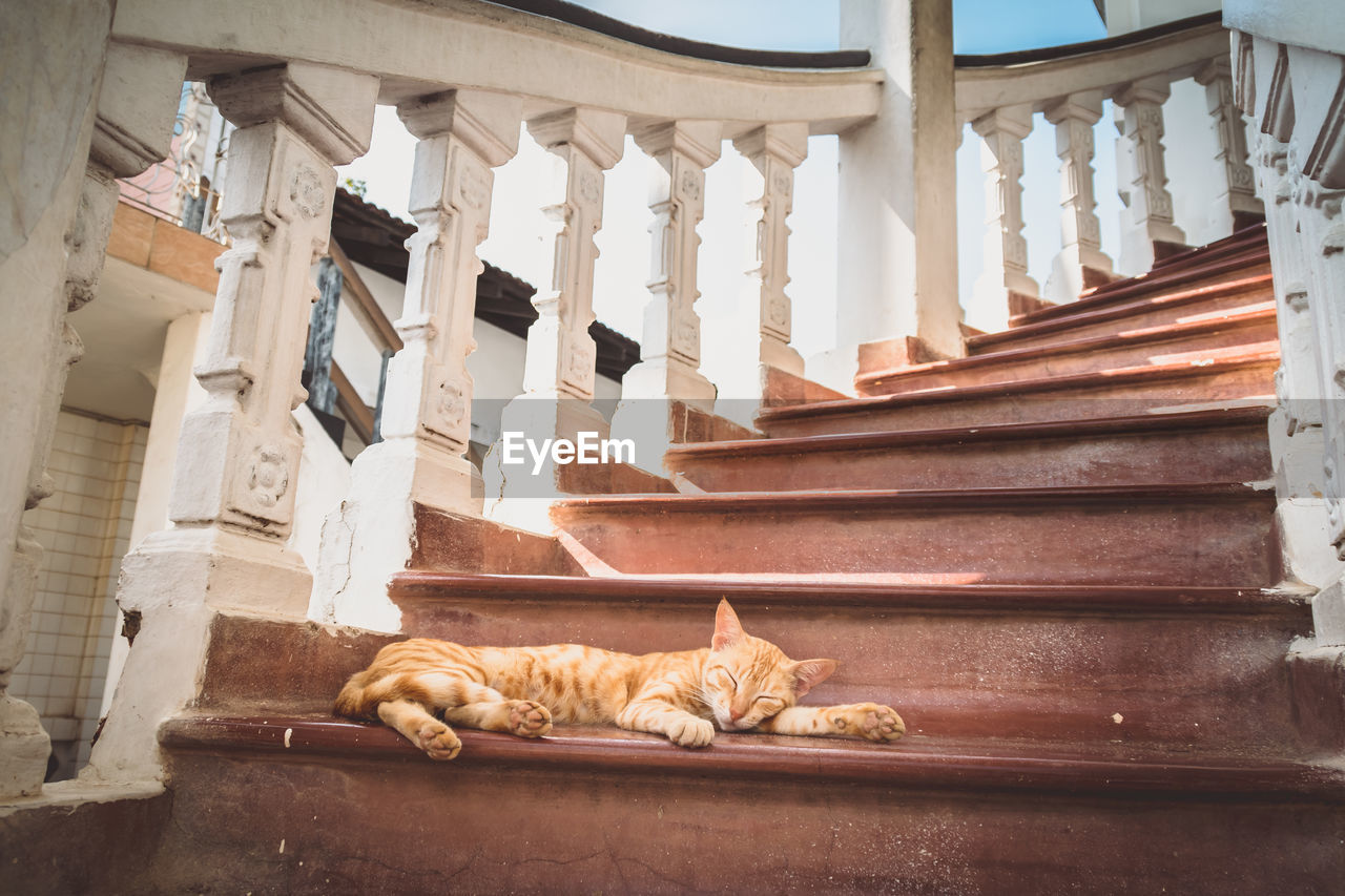 Low angle view of cat sleeping on steps
