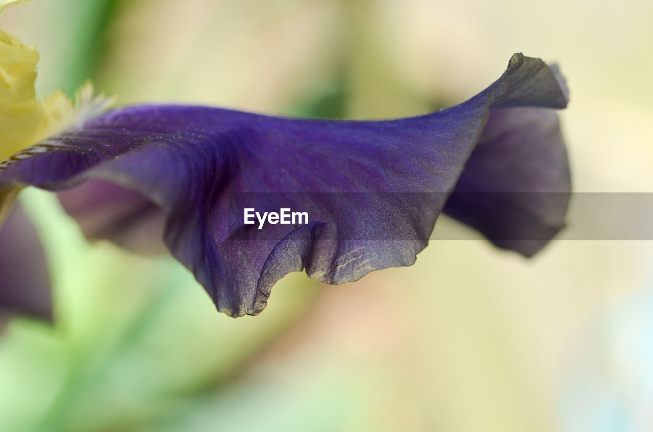 Close up of purple flower