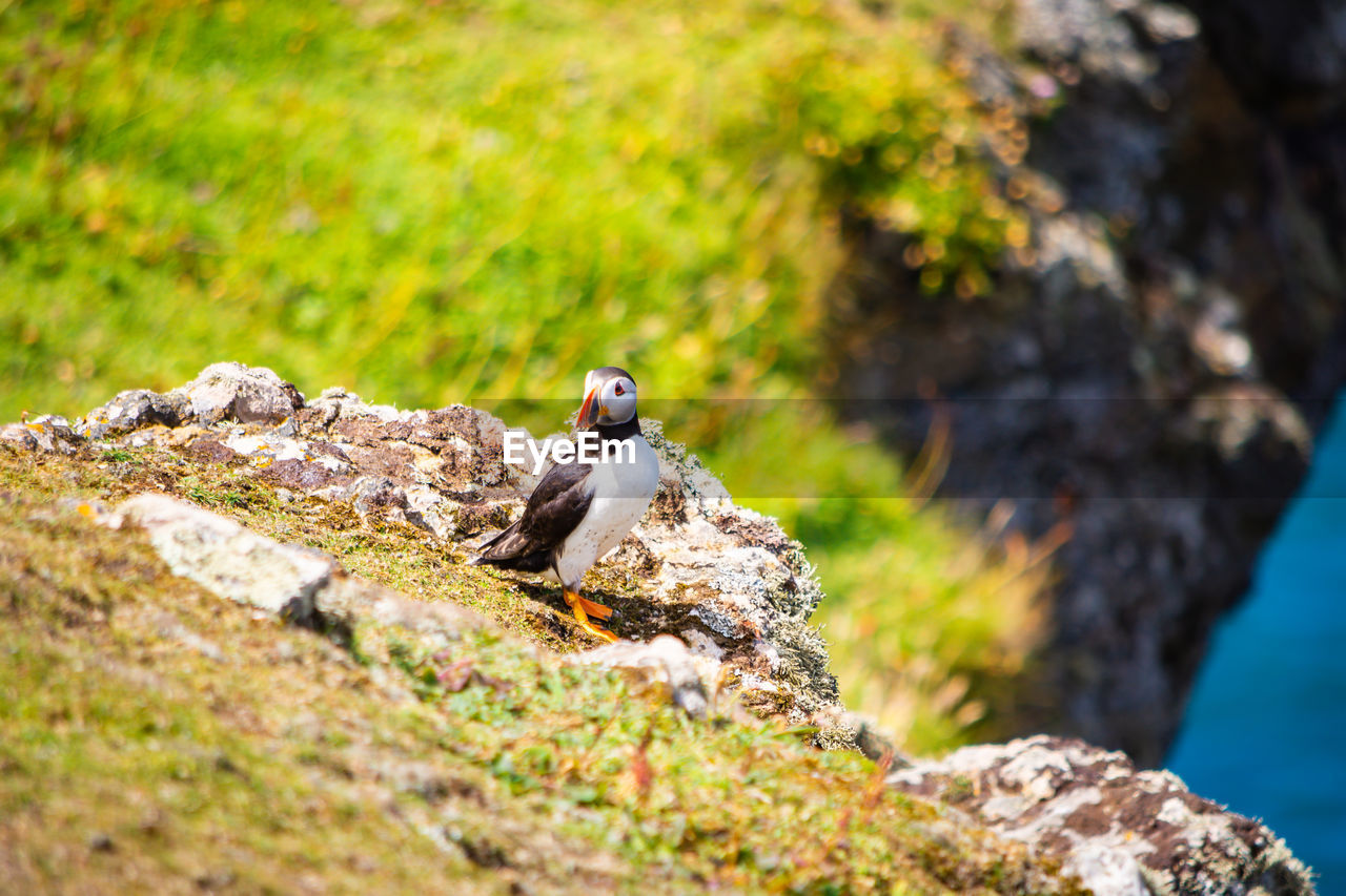 Bird perching on rock