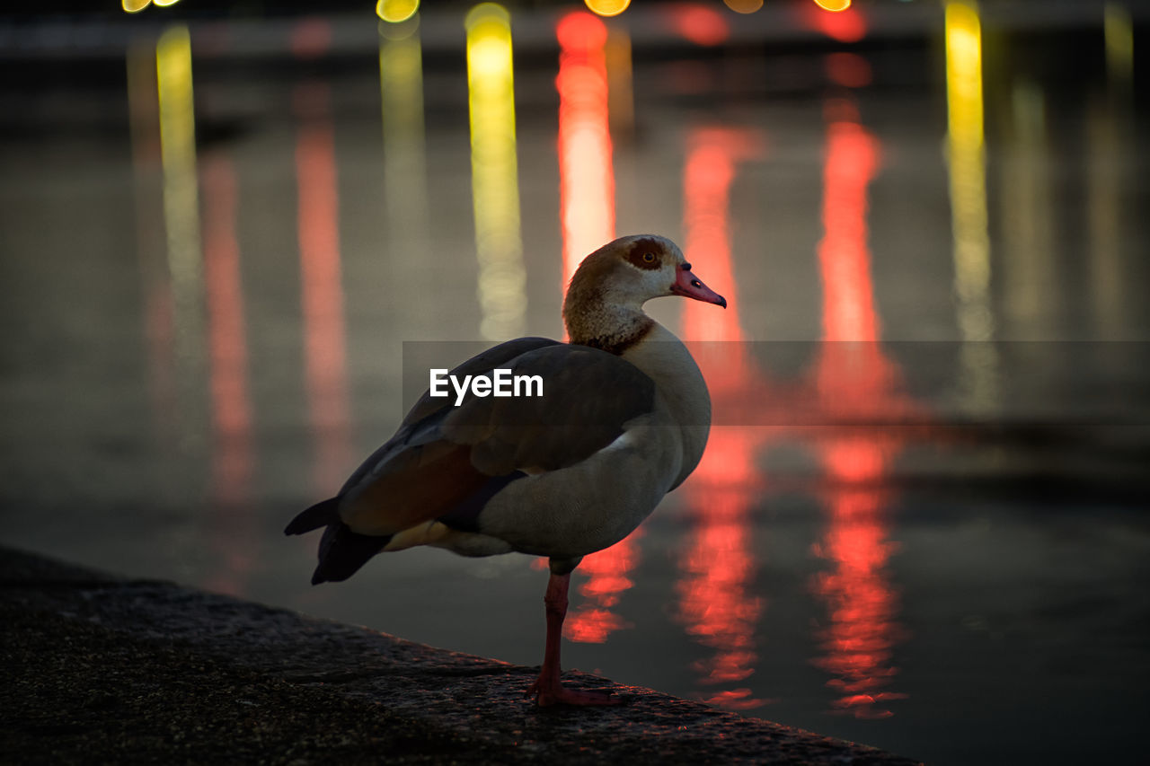 Close-up of bird perching on lakeshore