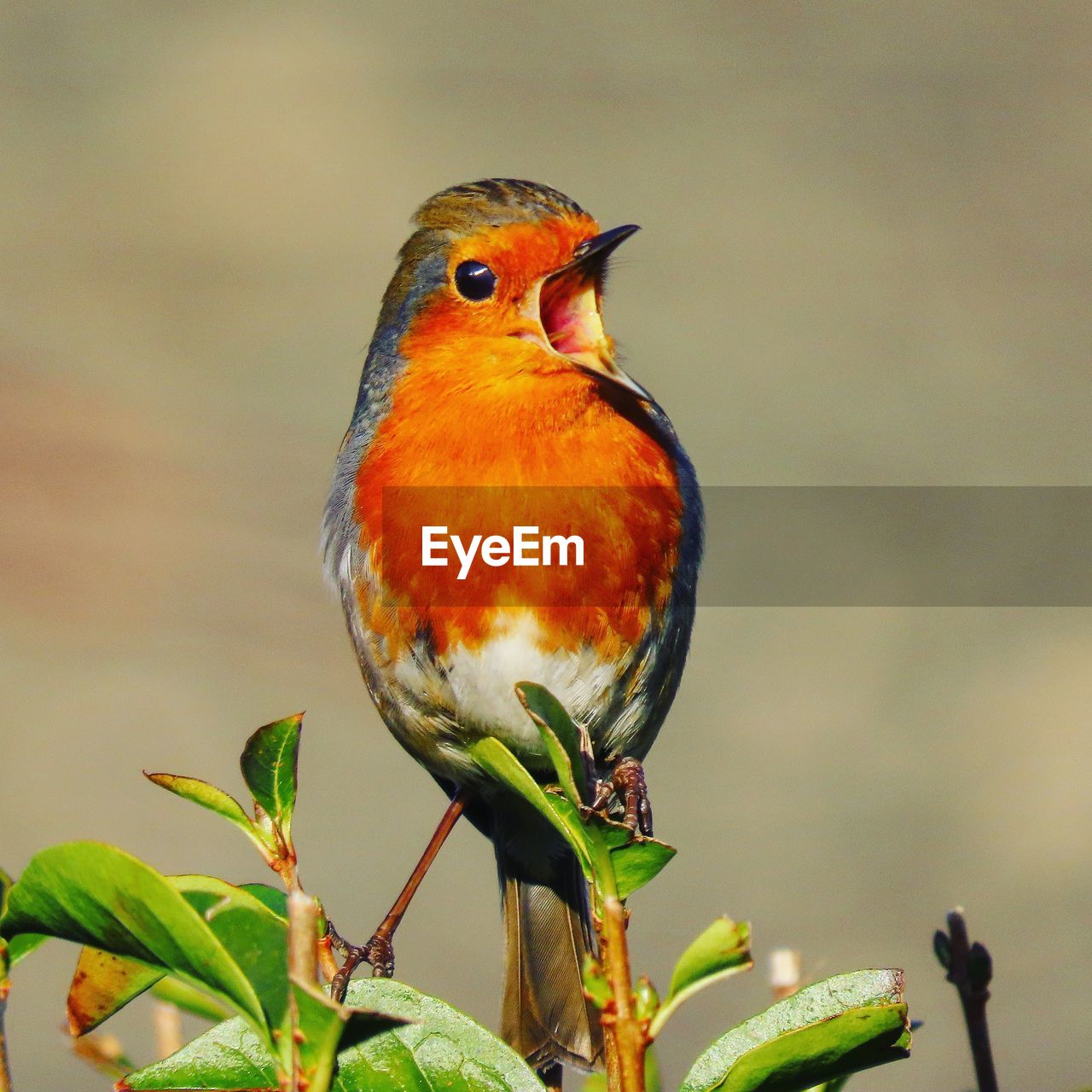 animal themes, bird, animal, animal wildlife, wildlife, one animal, perching, beak, nature, branch, plant, robin, no people, focus on foreground, beauty in nature, full length, songbird, close-up, multi colored, tree, plant part, outdoors, leaf, yellow, day, environment