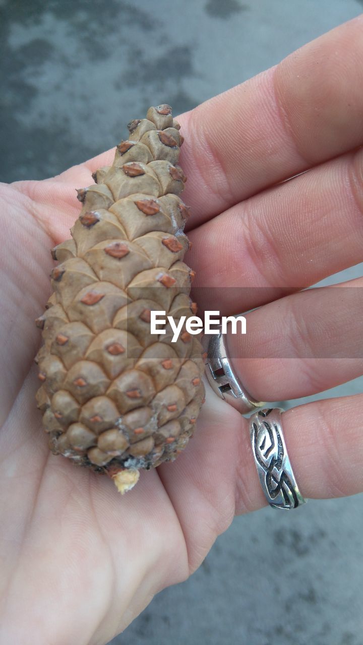 Cropped image of person holding pine cone