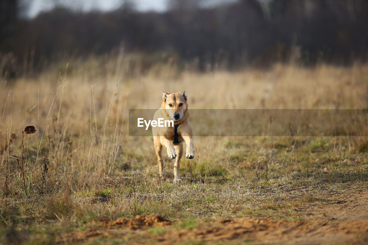 PORTRAIT OF DOG RUNNING ON GRASS