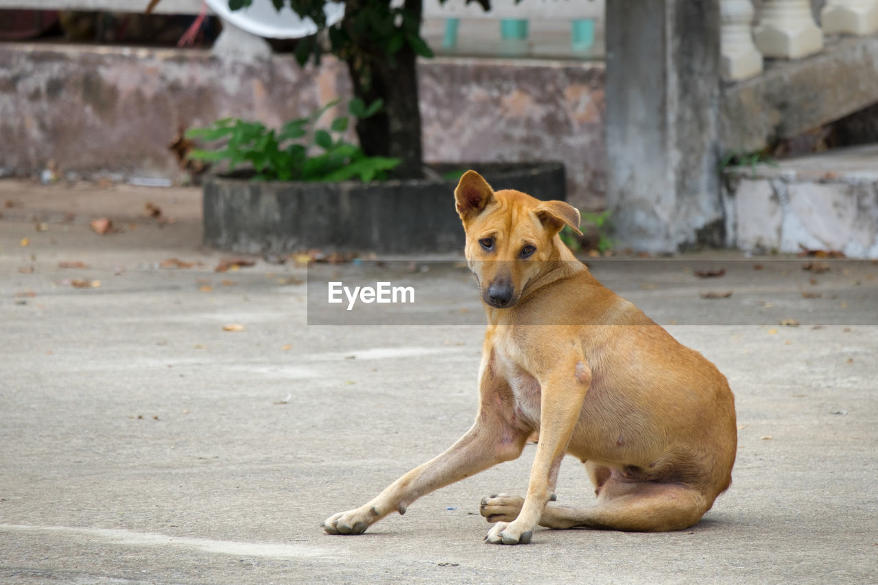 The dog is sitting comfortably on the concrete floor.