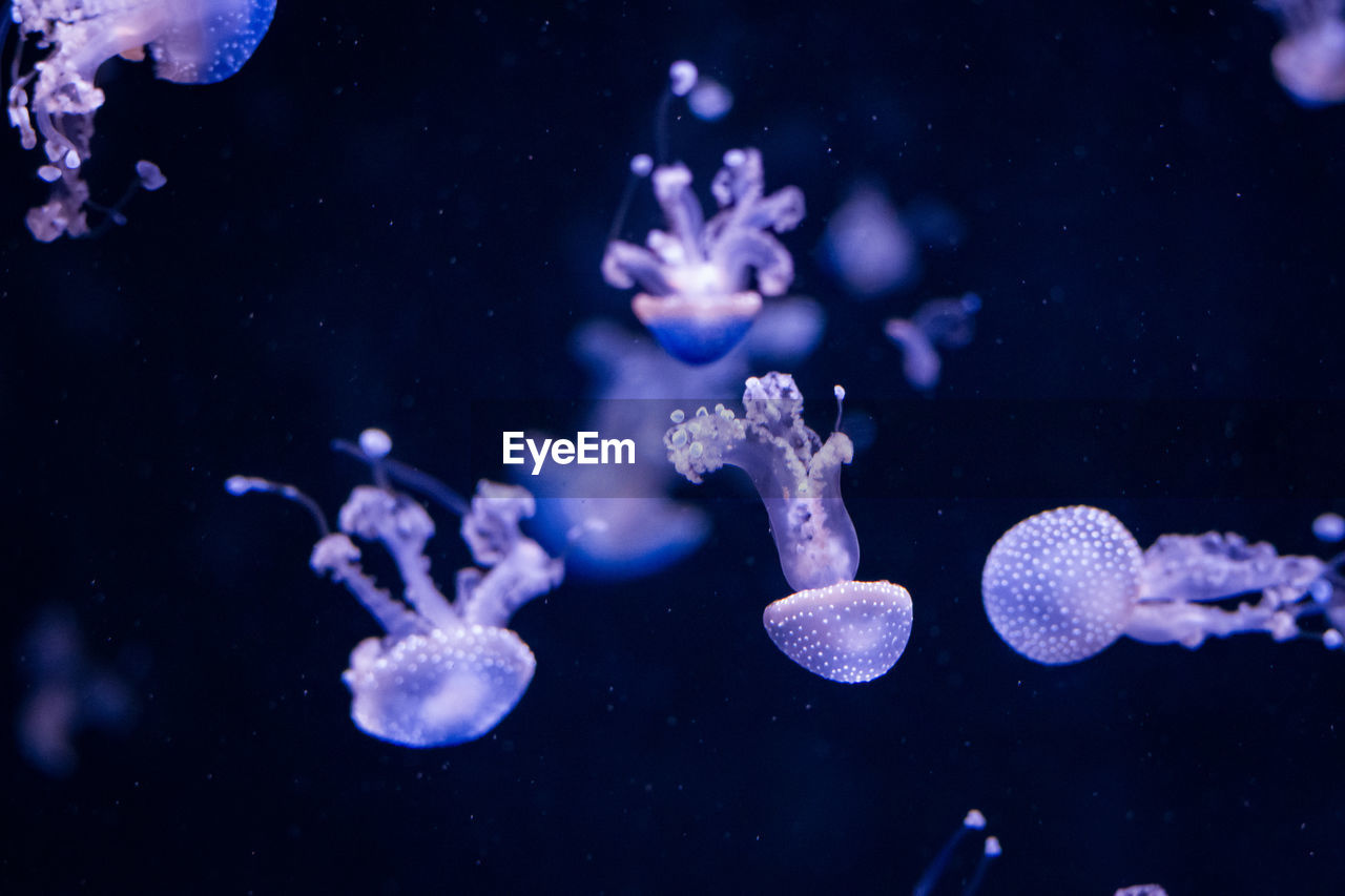 Jellyfish swimming in sea