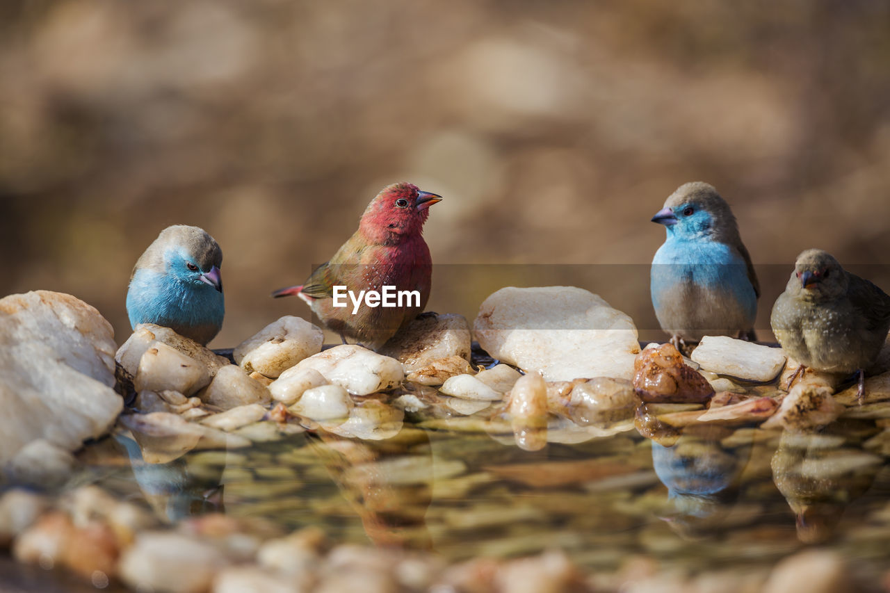 CLOSE-UP OF BIRDS PERCHING ON A WATER