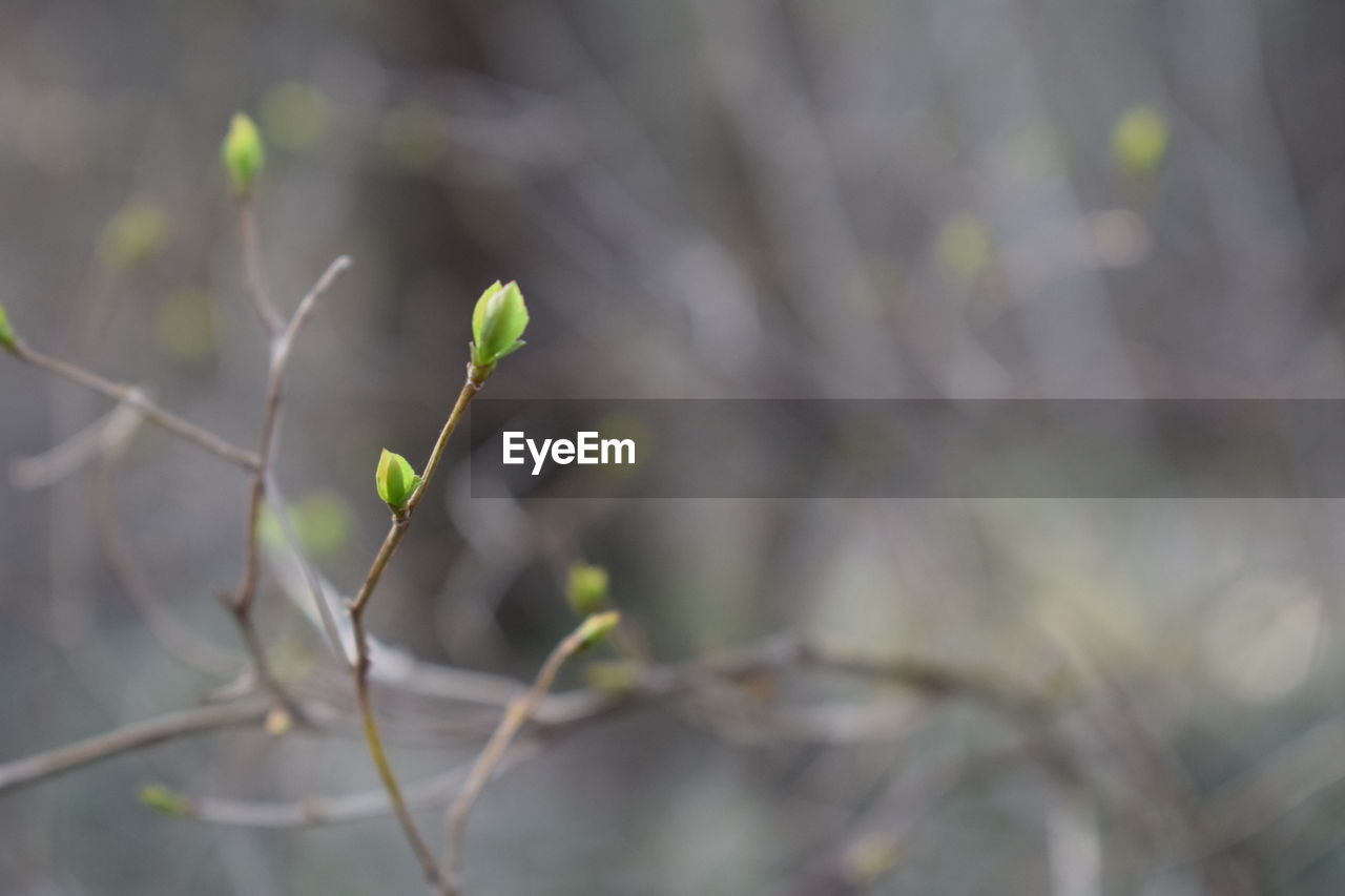 Close-up of plant growing outdoors