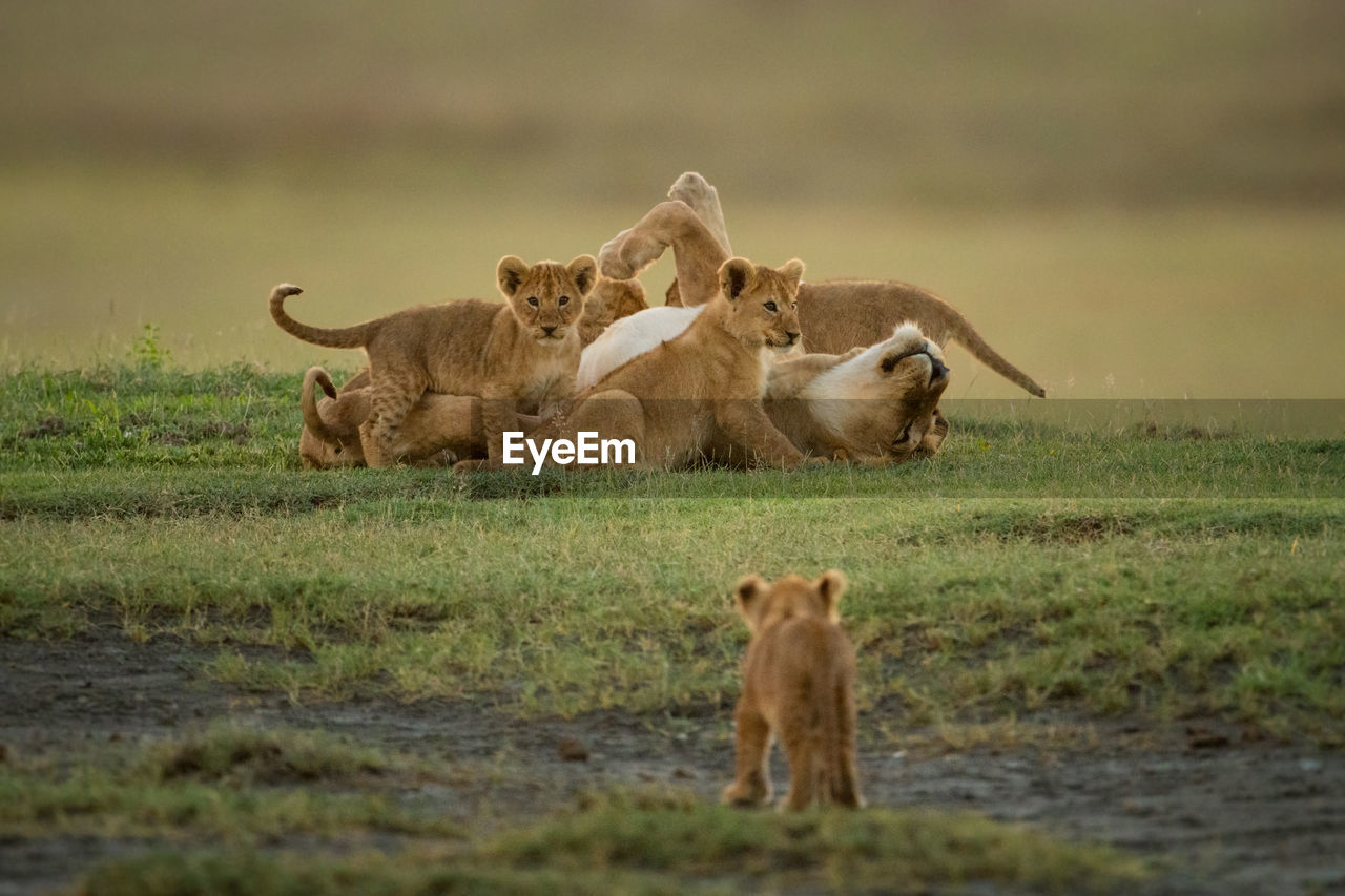 Cub approaches others surrounding lioness on grass