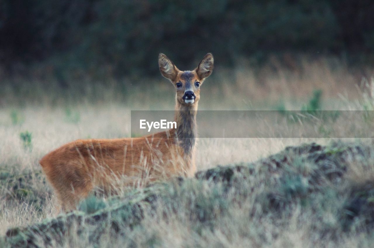 Portrait of deer on field