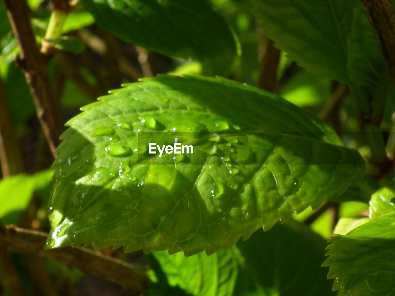 CLOSE-UP OF WATER DROPS ON PLANT