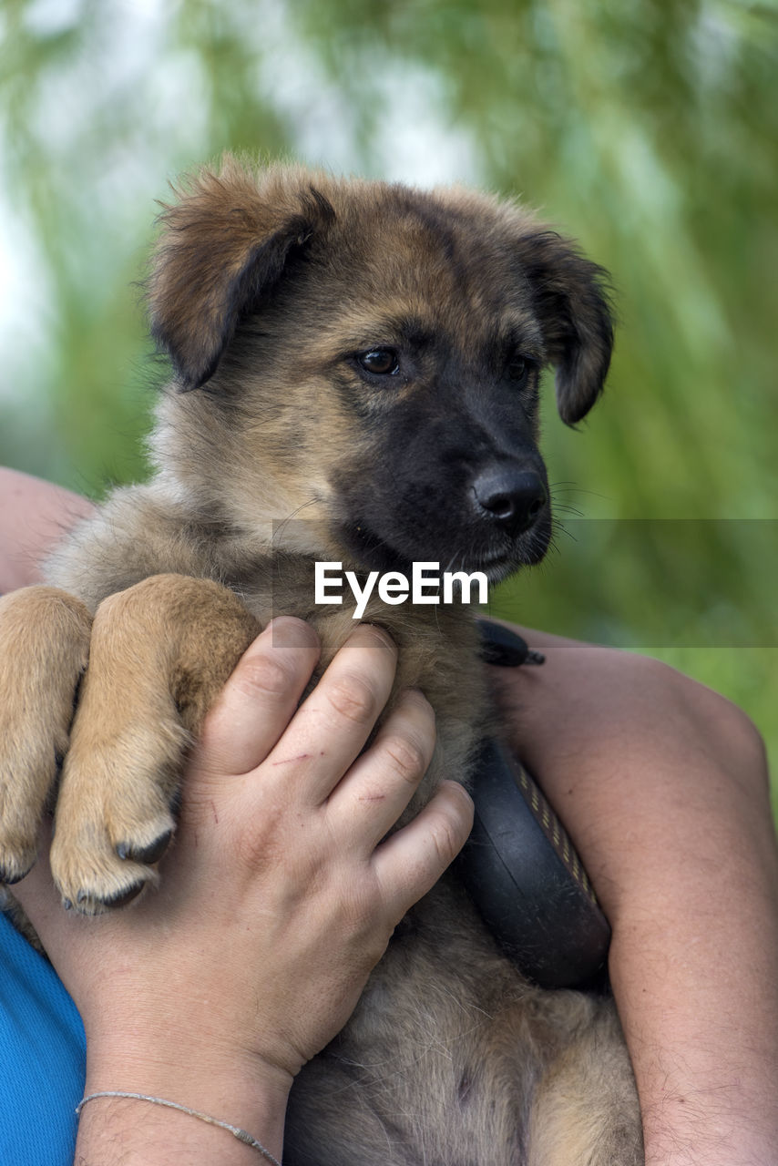 CROPPED IMAGE OF HAND HOLDING PUPPY WITH MOUTH