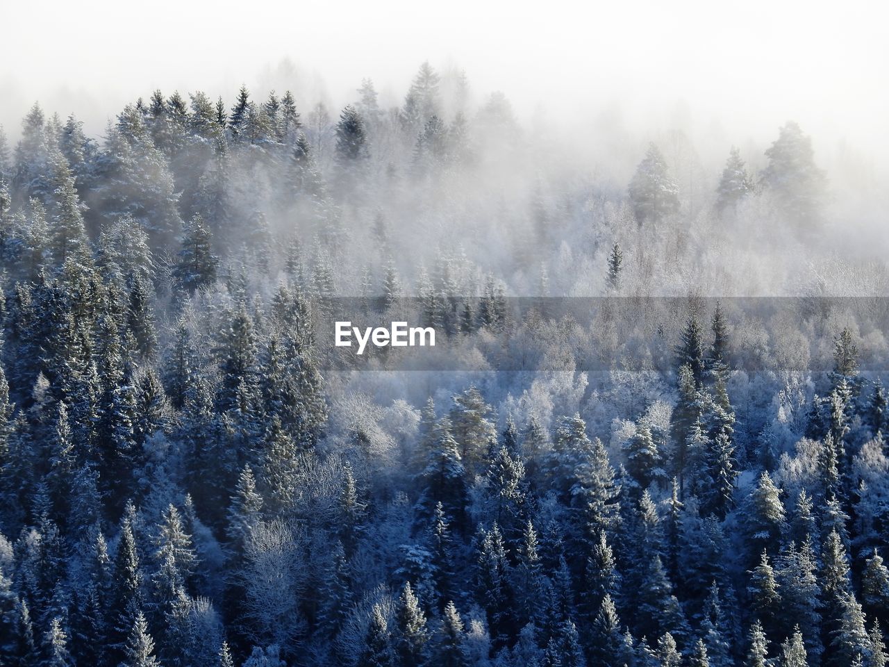 Trees in forest during foggy weather