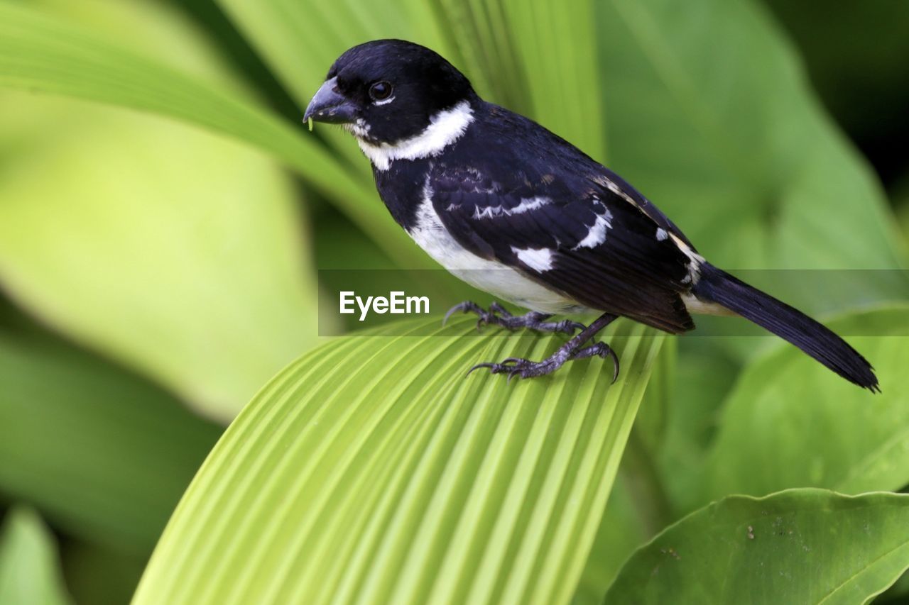 CLOSE-UP OF HUMMINGBIRD PERCHING ON LEAF