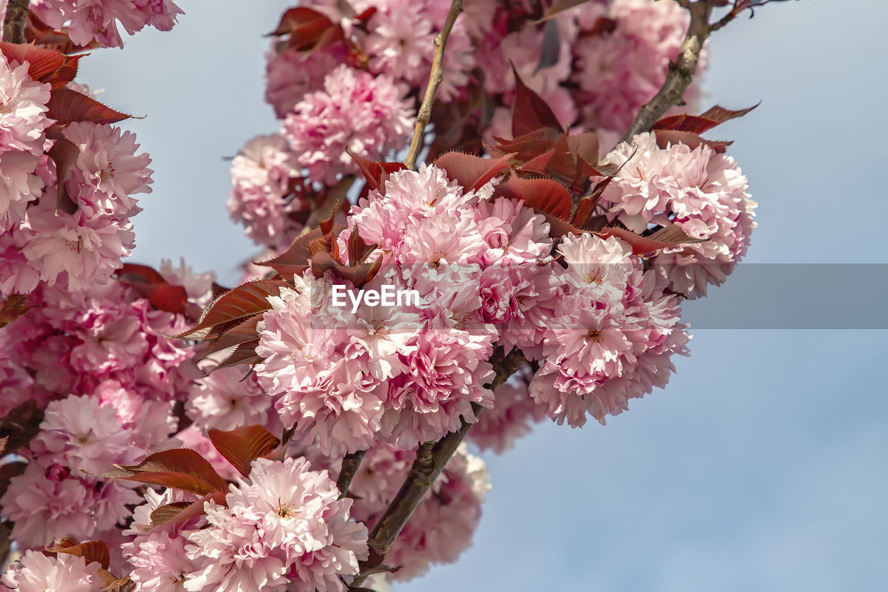 Beautiful gentle colors of cherry blossom tree. sakura. prunus serrulata. yaezakura