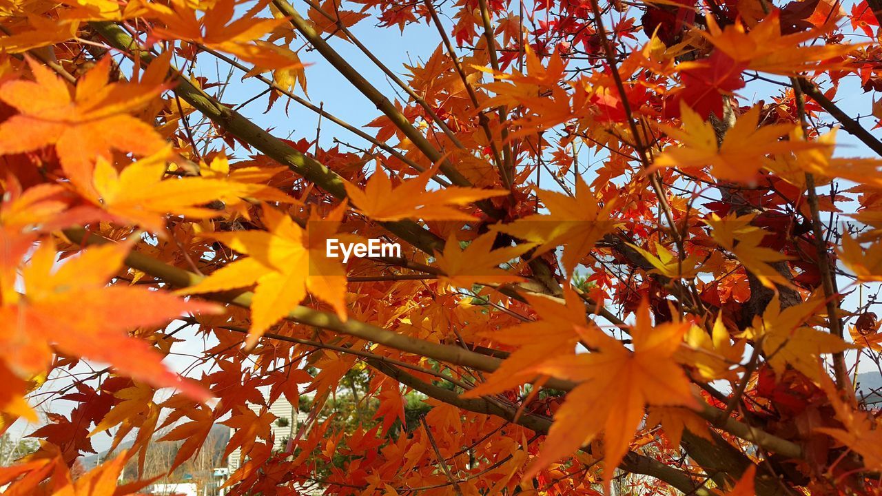 Low angle view of leaves on branches during autumn