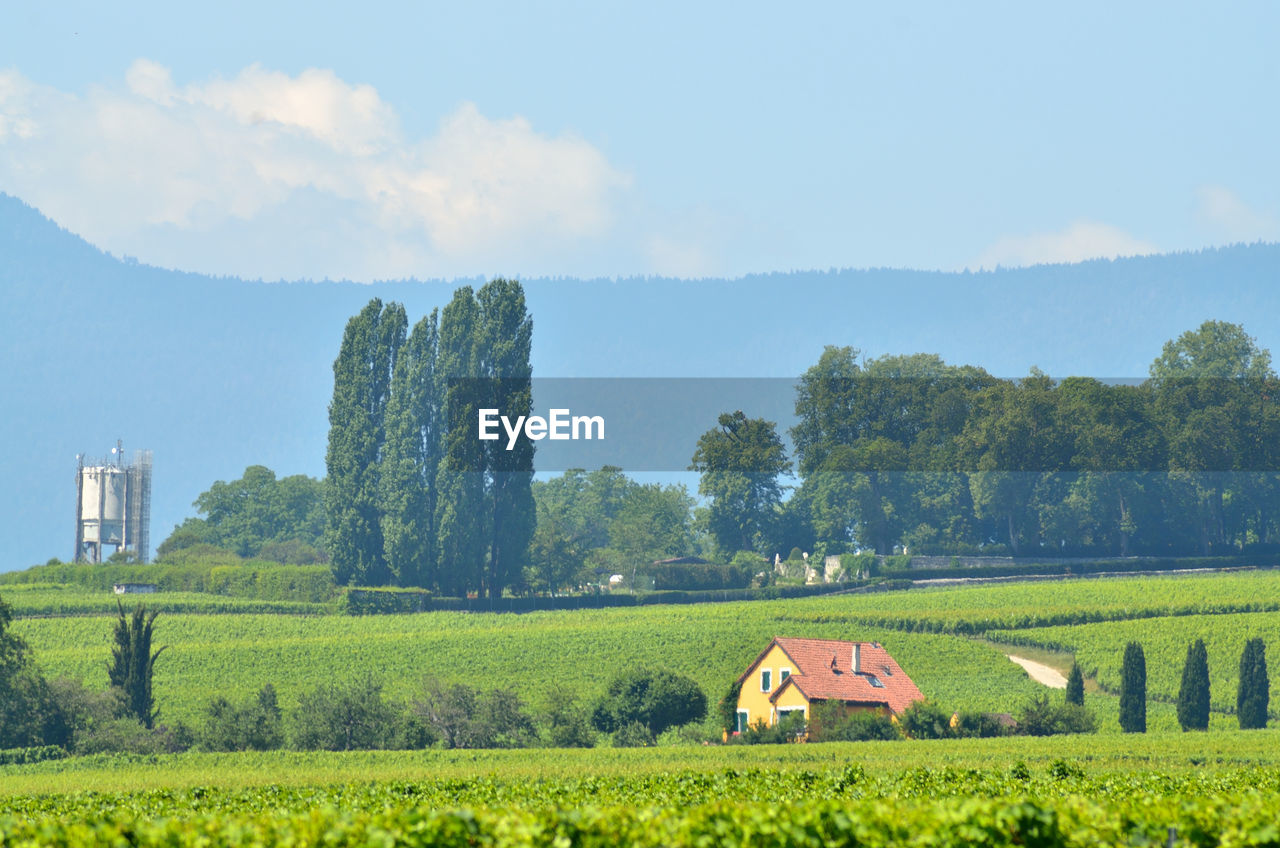 Scenic view of agricultural field against sky