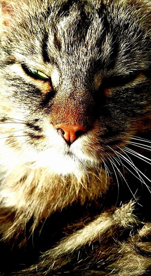 CLOSE-UP OF KITTEN