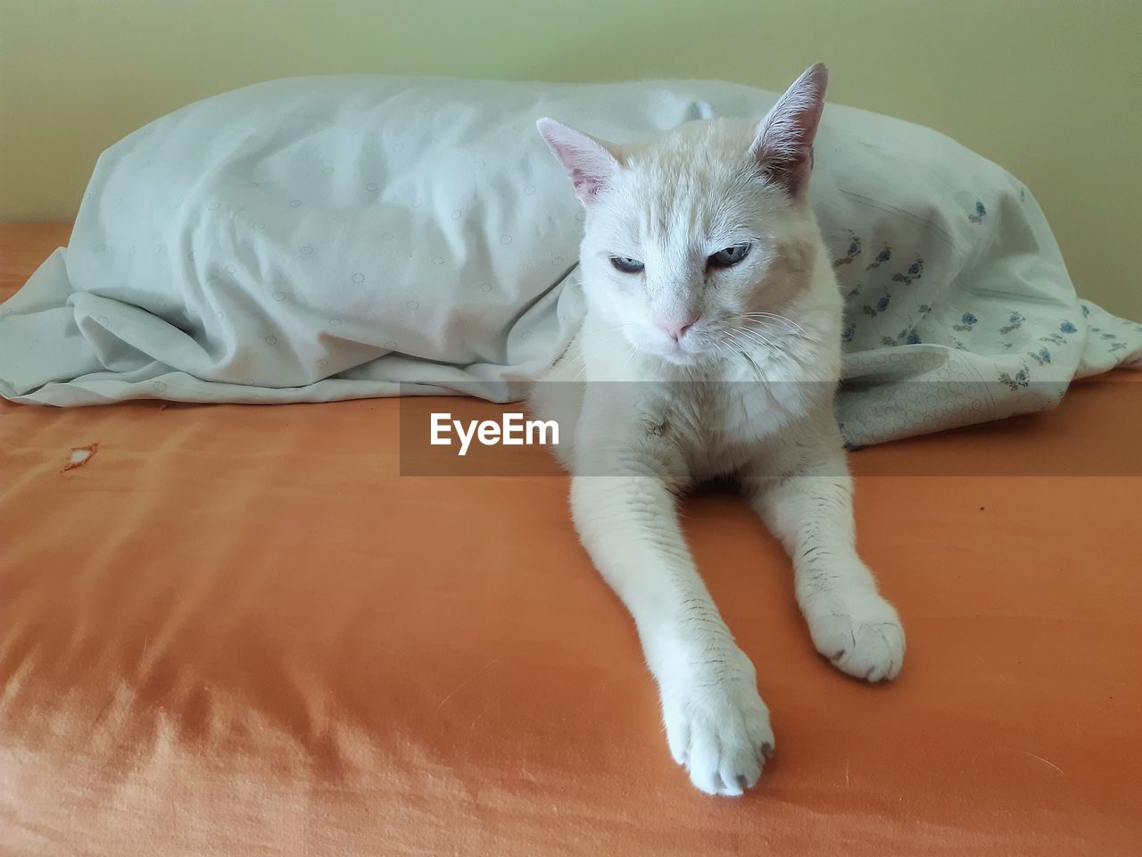 White cat resting on bed