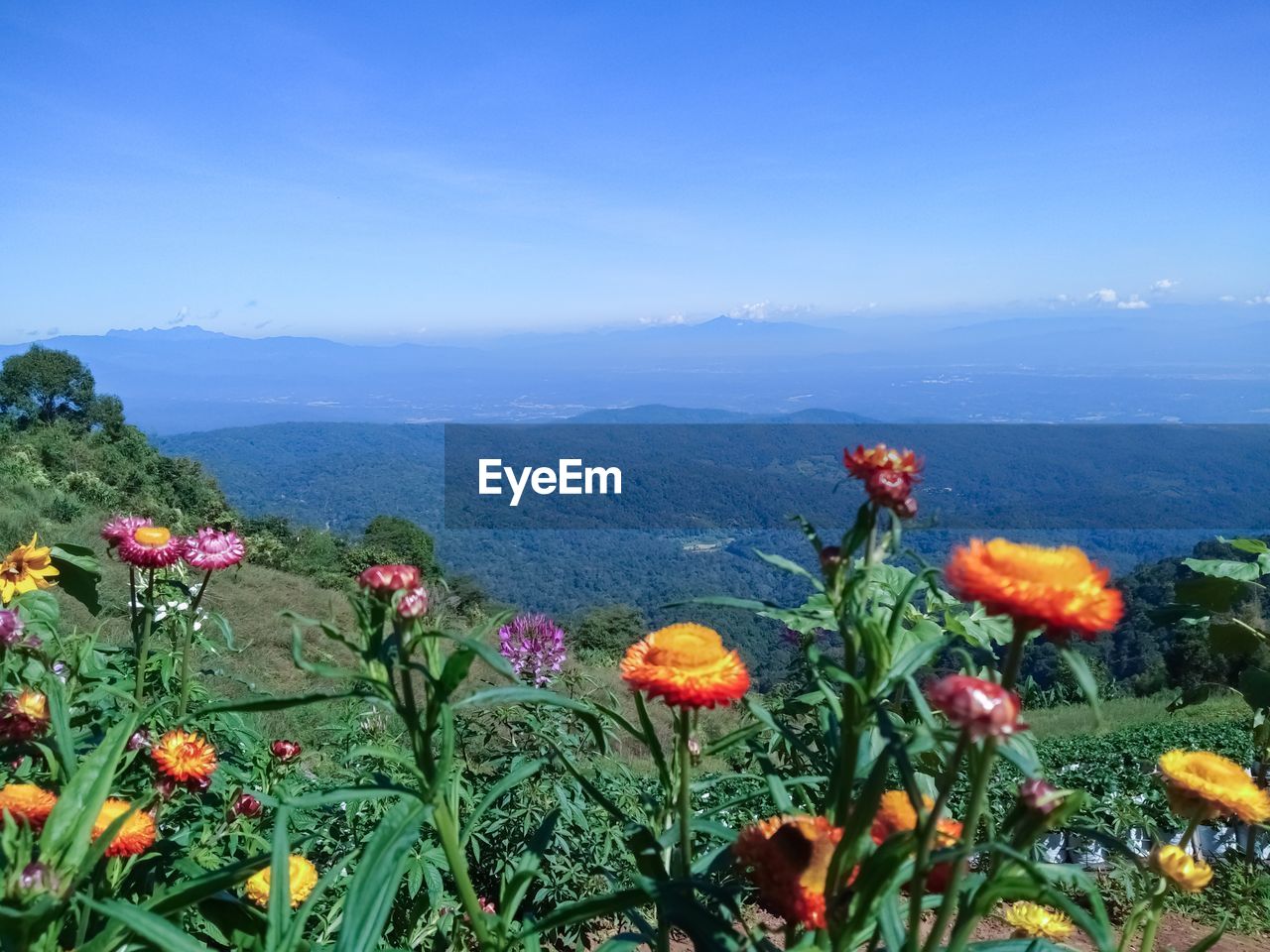 Close-up of flowering plants on land against sky