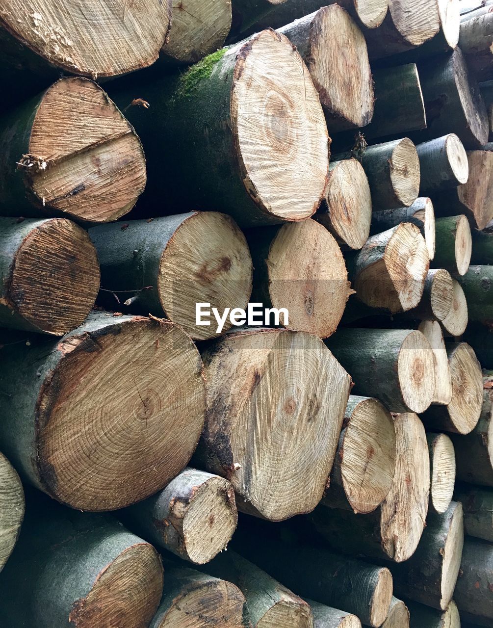 Full frame shot of logs in forest