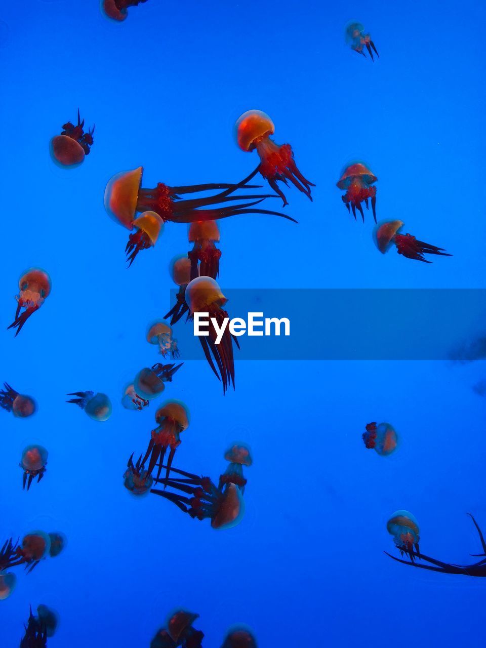 VIEW OF FISH SWIMMING IN SEA