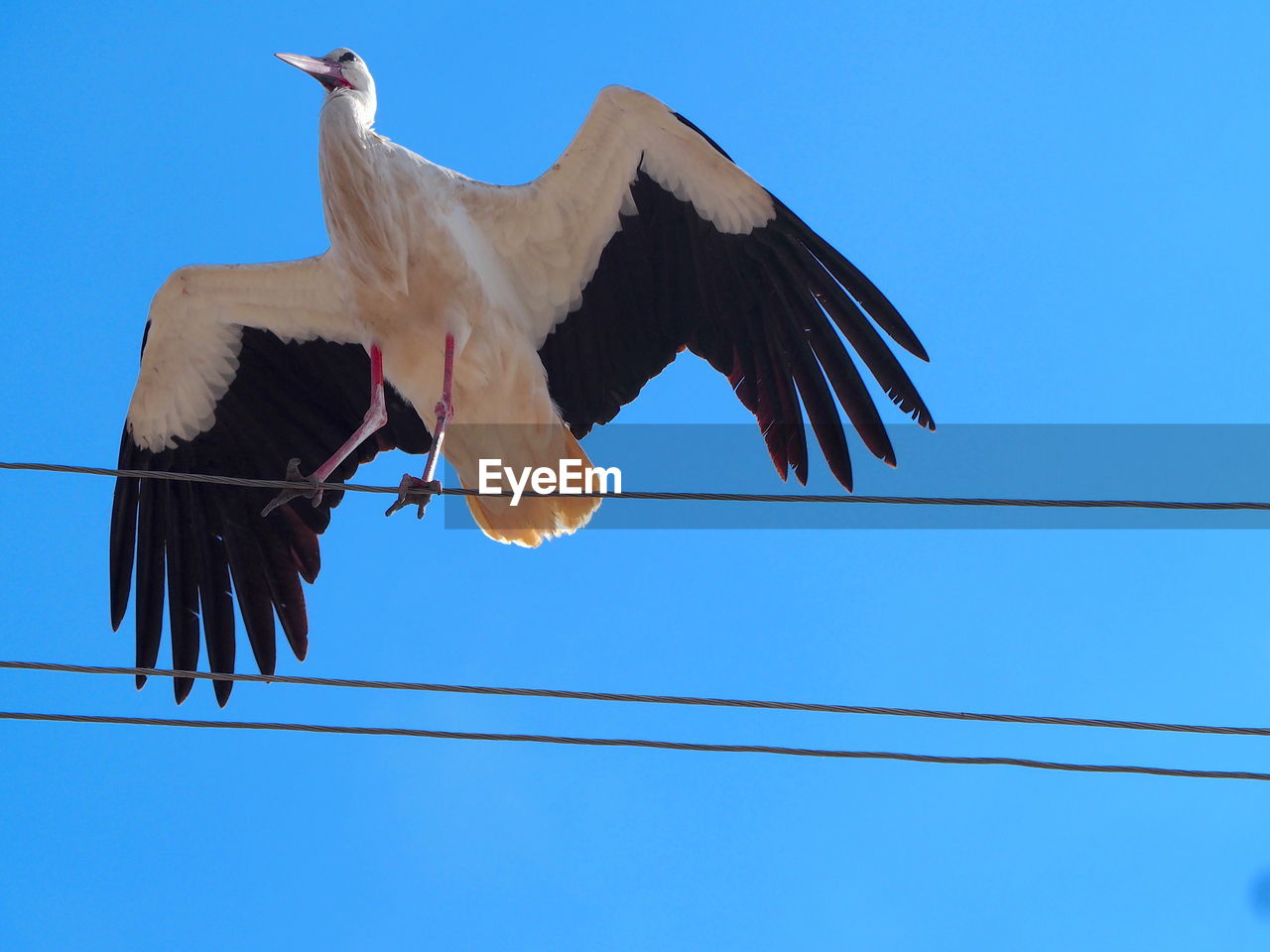 Low angle view of bird flying against clear blue sky