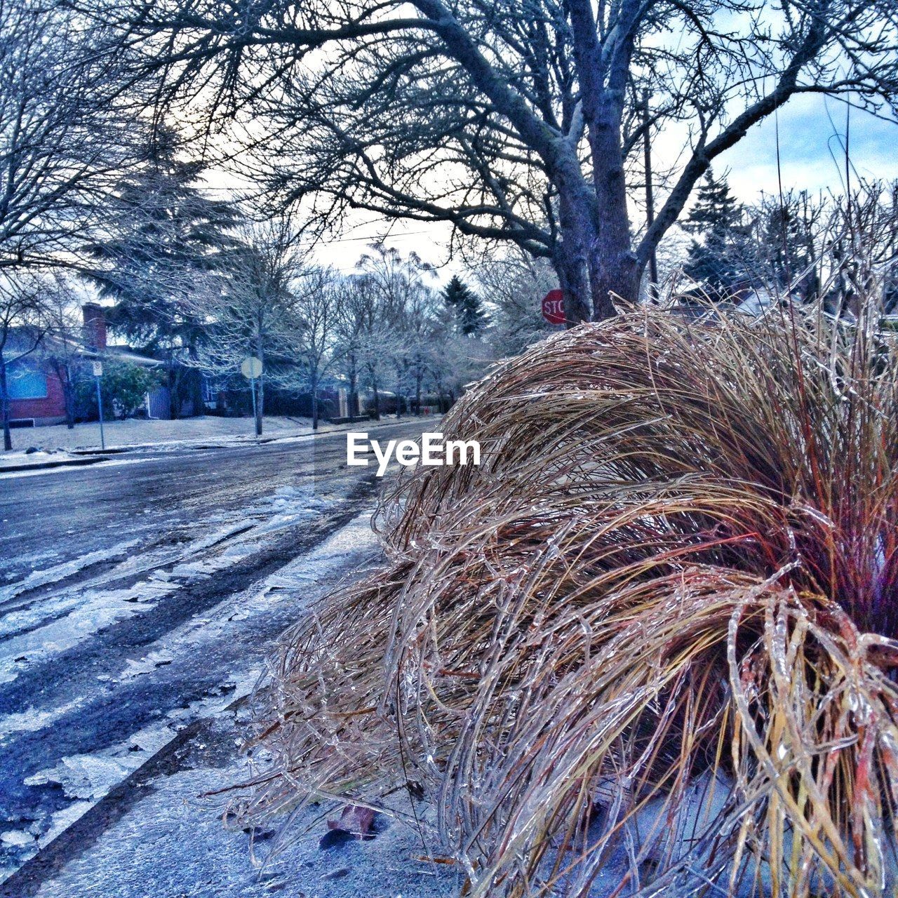 Frozen grass on street during winter
