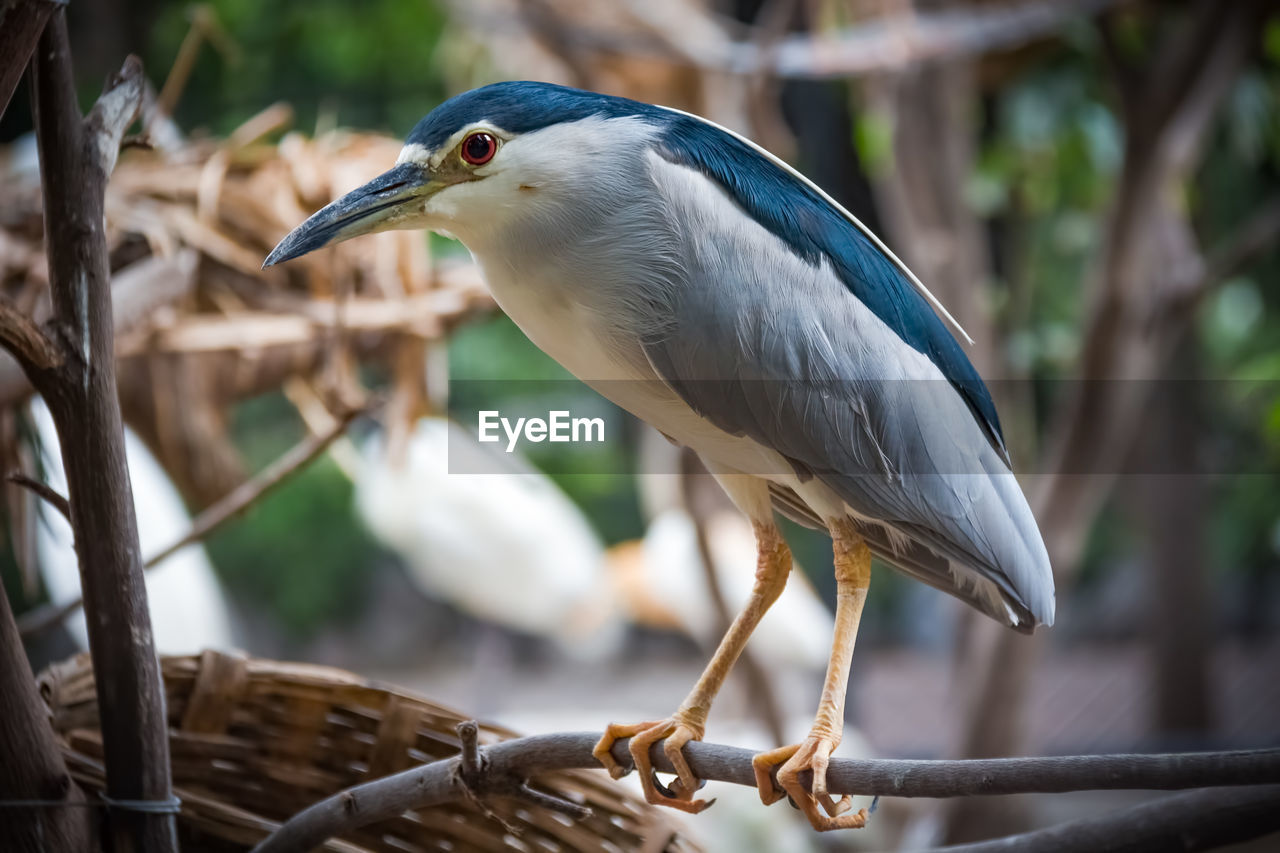 BIRD PERCHING ON BRANCH