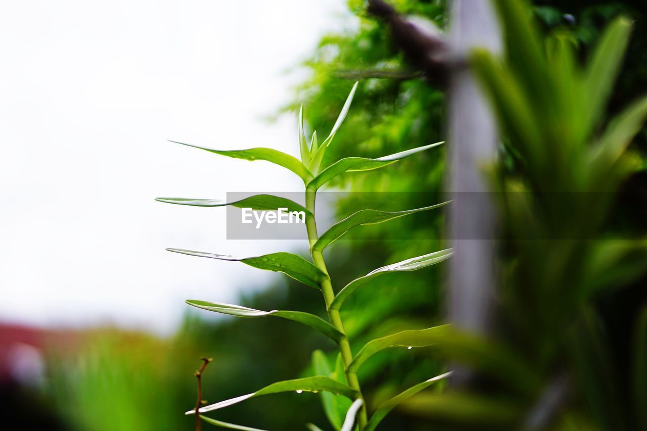 CLOSE-UP OF FRESH GREEN PLANT IN FIELD