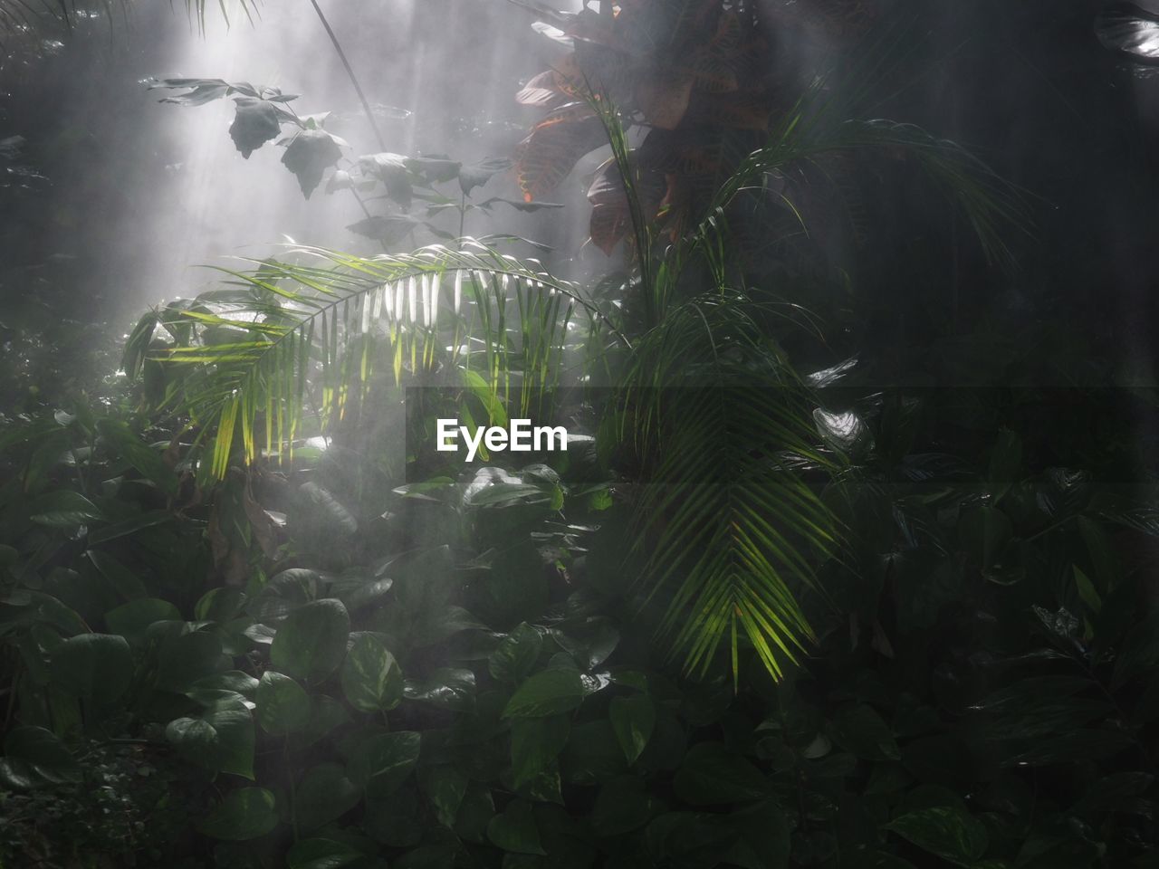 CLOSE-UP OF PALM TREES AND PLANTS