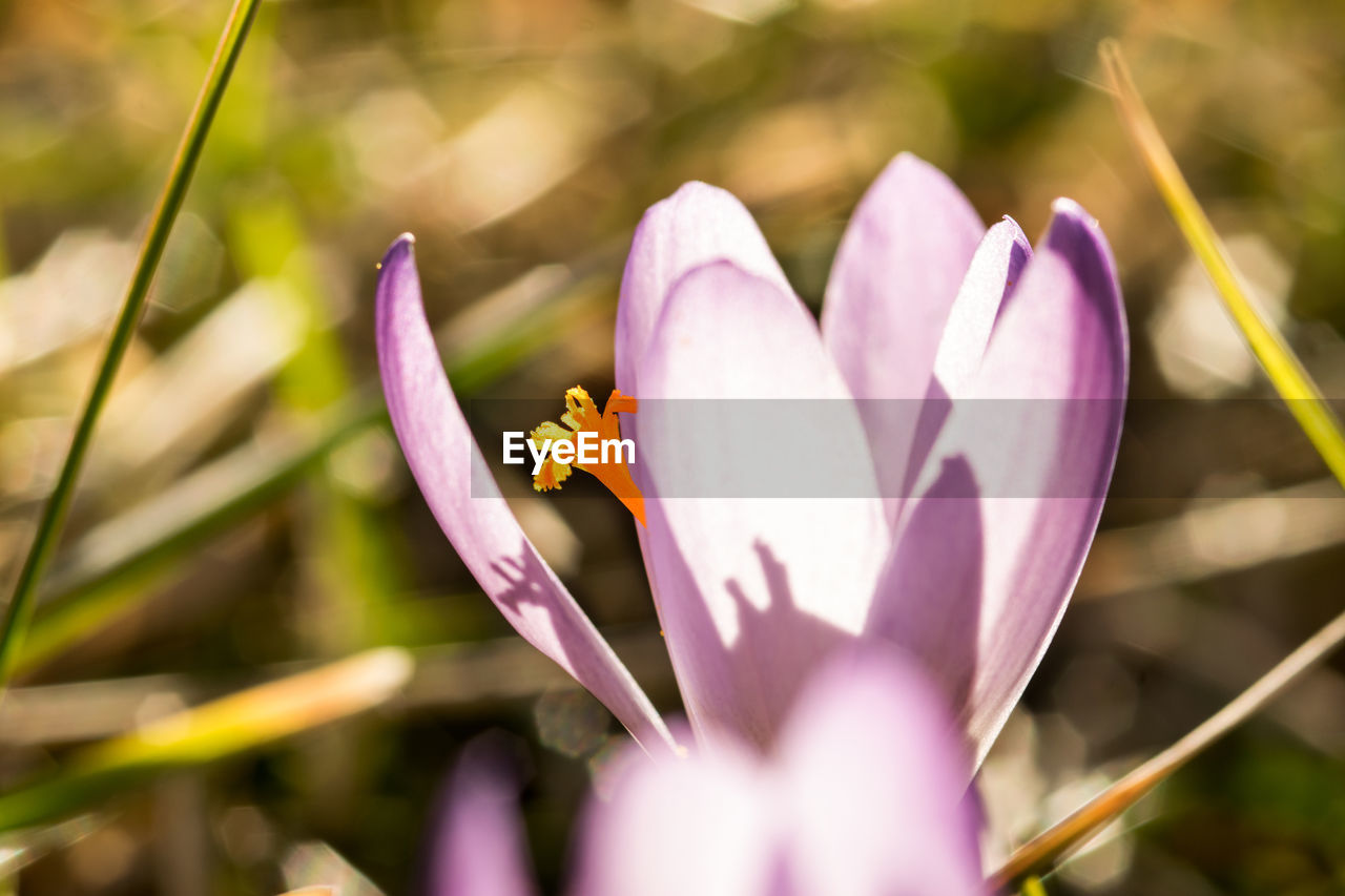 close-up of purple crocus flower