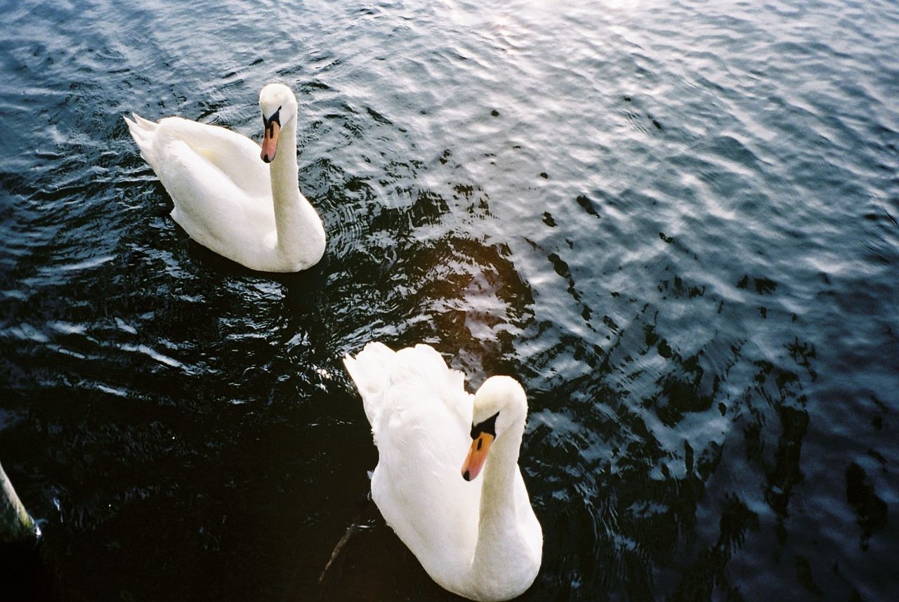 HIGH ANGLE VIEW OF SWANS SWIMMING IN LAKE