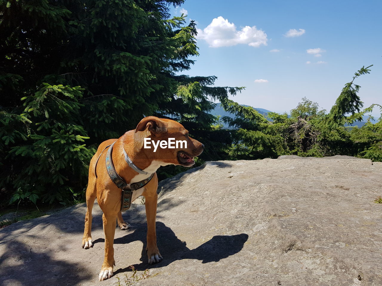 DOG STANDING AGAINST TREES