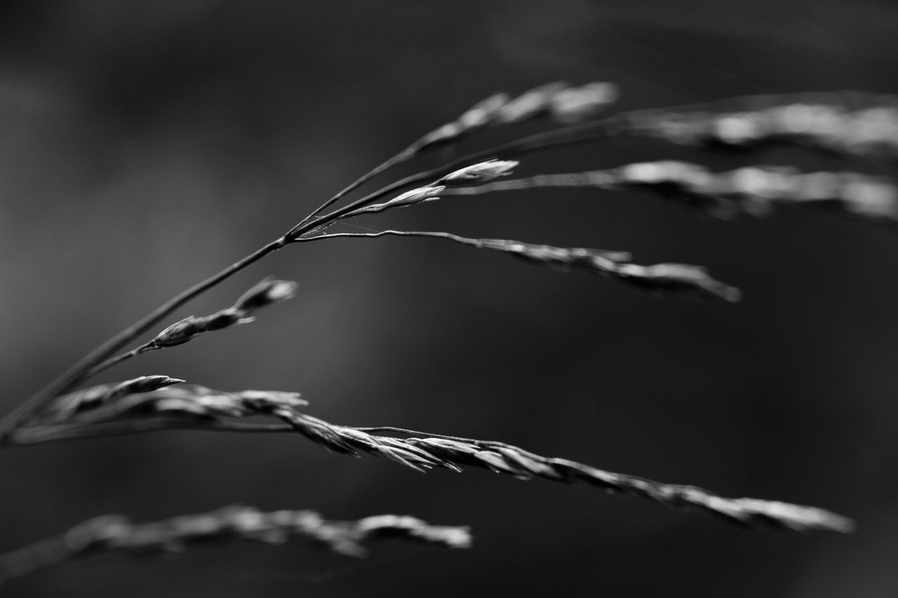 CLOSE UP OF PLANT