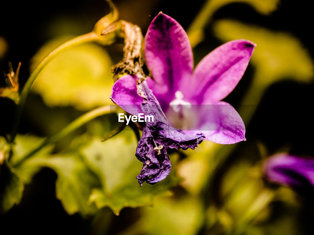 Close-up of wilted purple flower at park