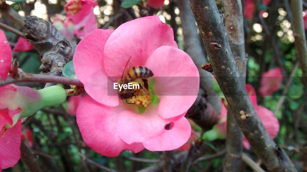 CLOSE-UP OF BEE POLLINATING FLOWER