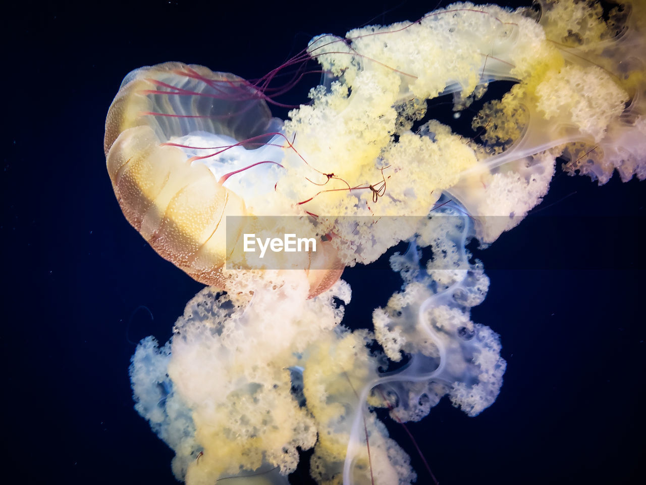 Close-up of jellyfish swimming in sea