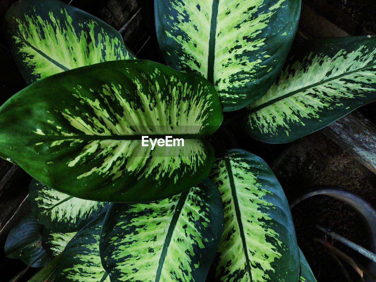 FULL FRAME SHOT OF SUCCULENT PLANTS