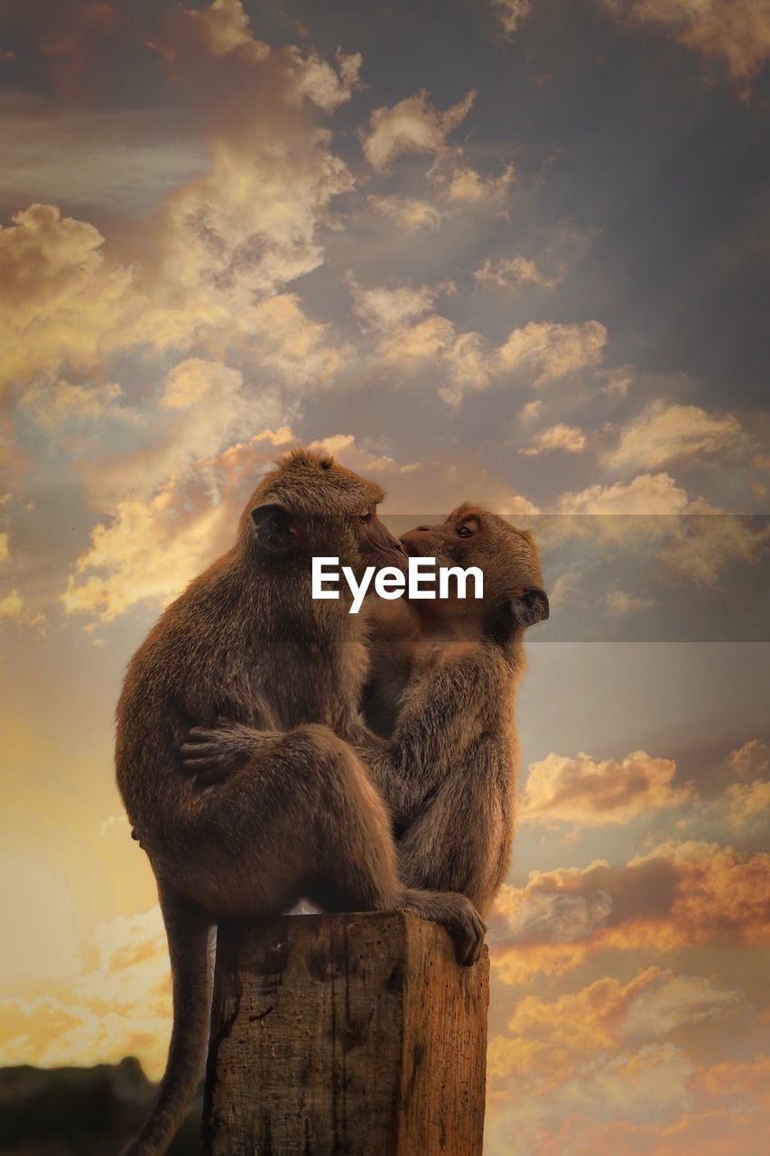 Low angle view of monkey sitting on wooden post against sky